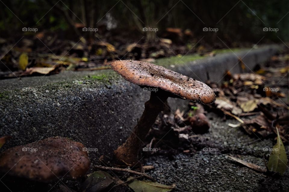 toadstool growing on the street in autumn season in The Netherlands