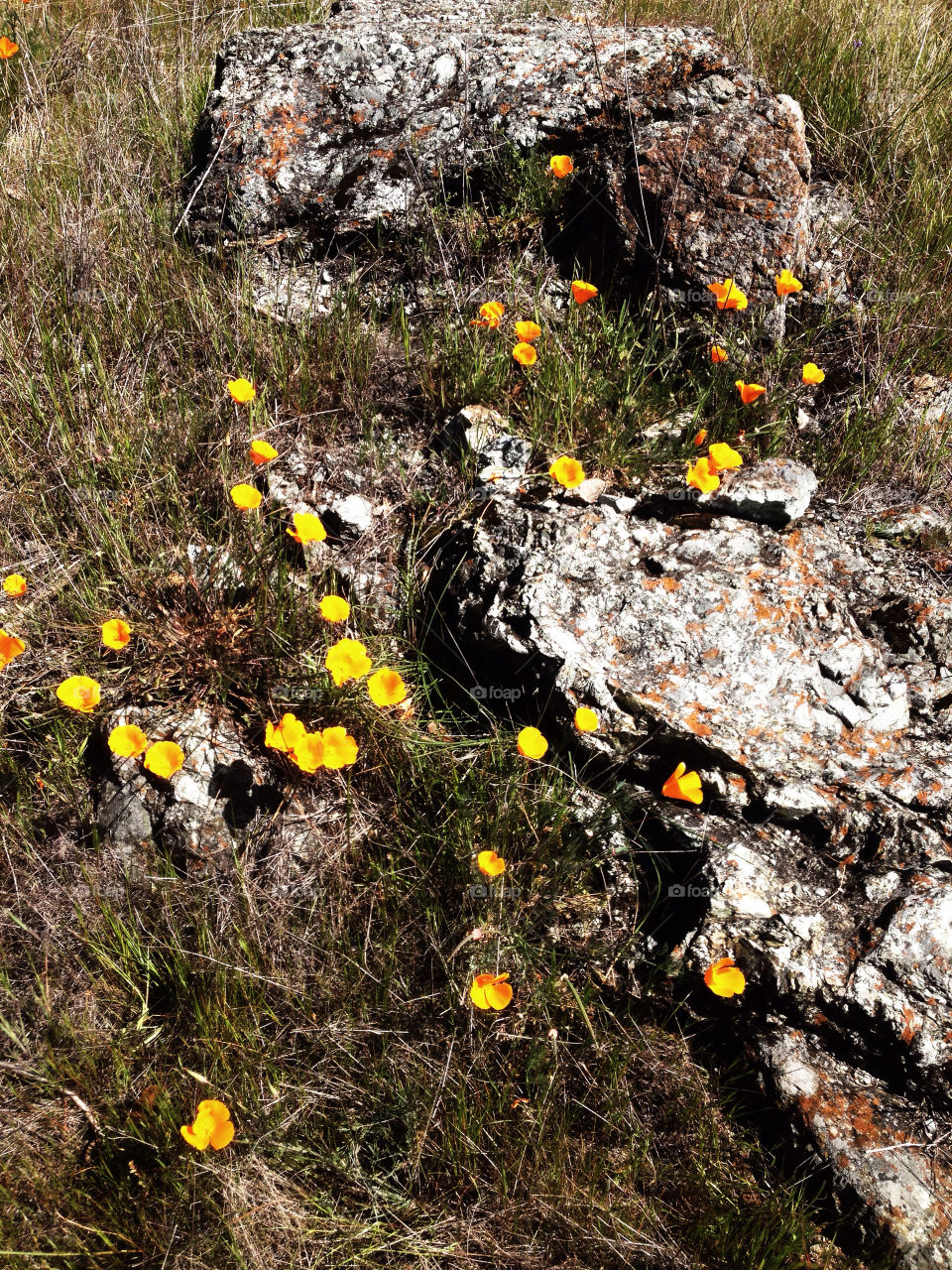 Bright orange California poppies blooming among granite rocks in a