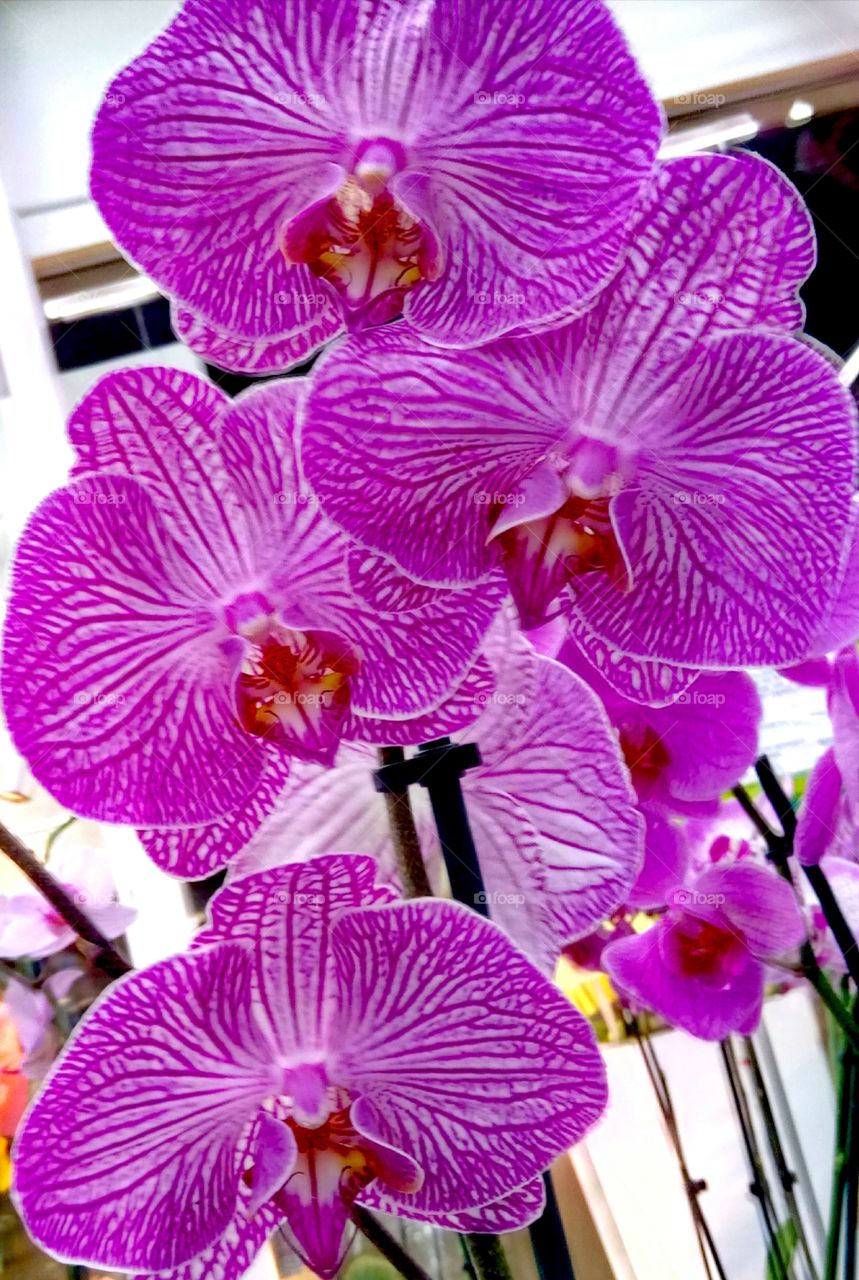 орхидеи