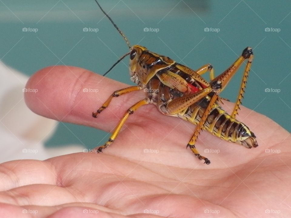 Grasshopper