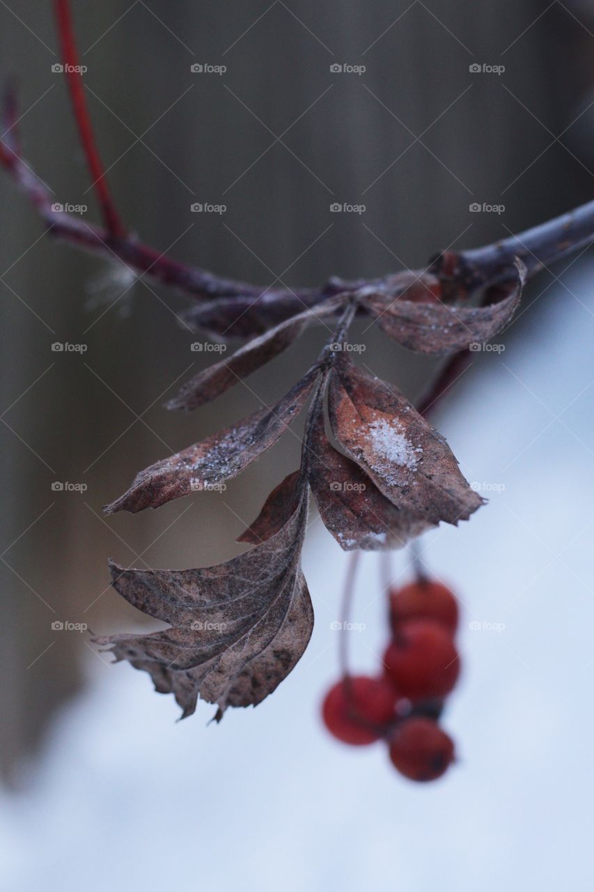 Winter berries 