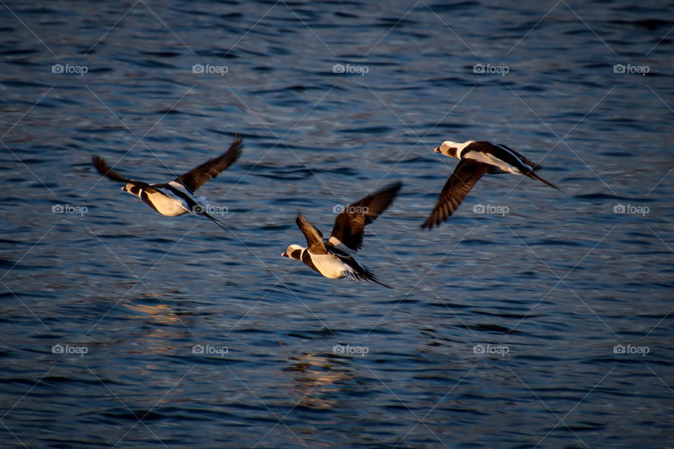 Three flying ducks