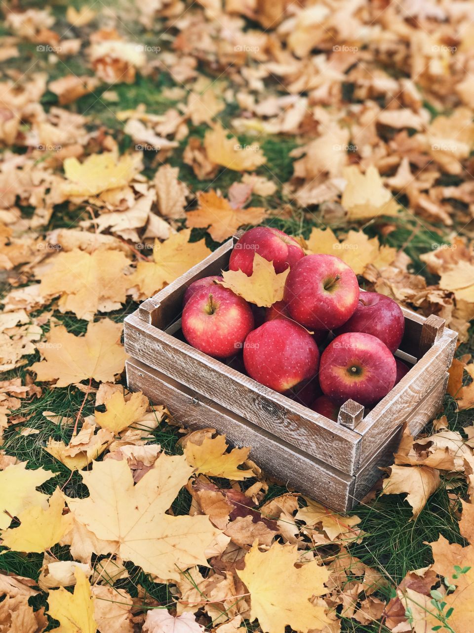 The harvest of apples. Nature mother