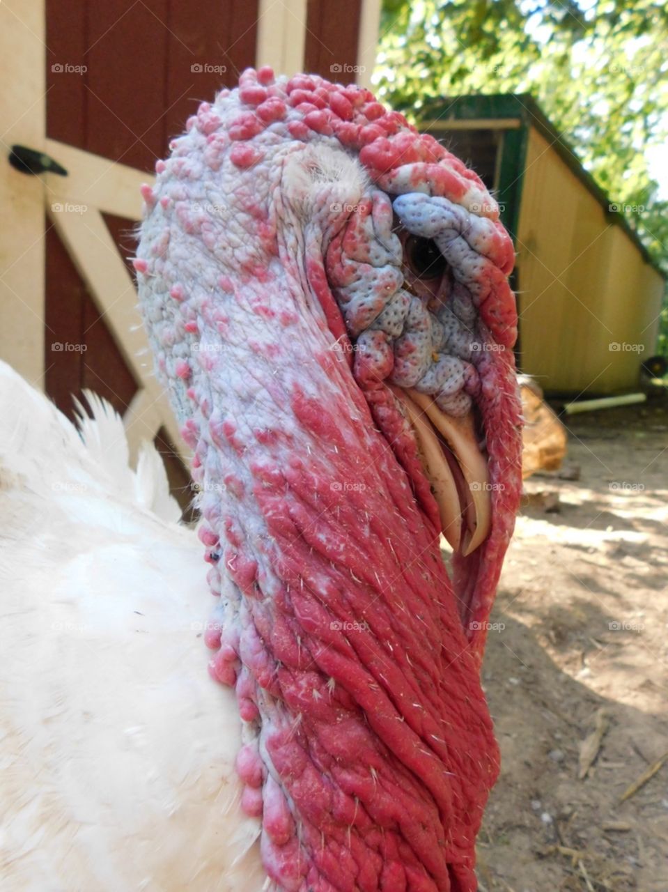 Tom the Turkey 