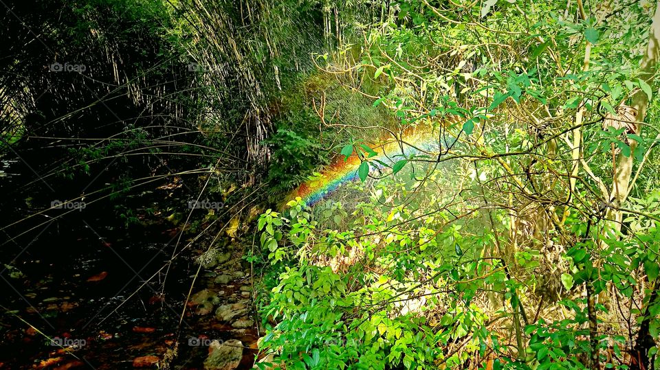 꽃, 식물, 축제, 가축, 목장, 무리, 울타리.