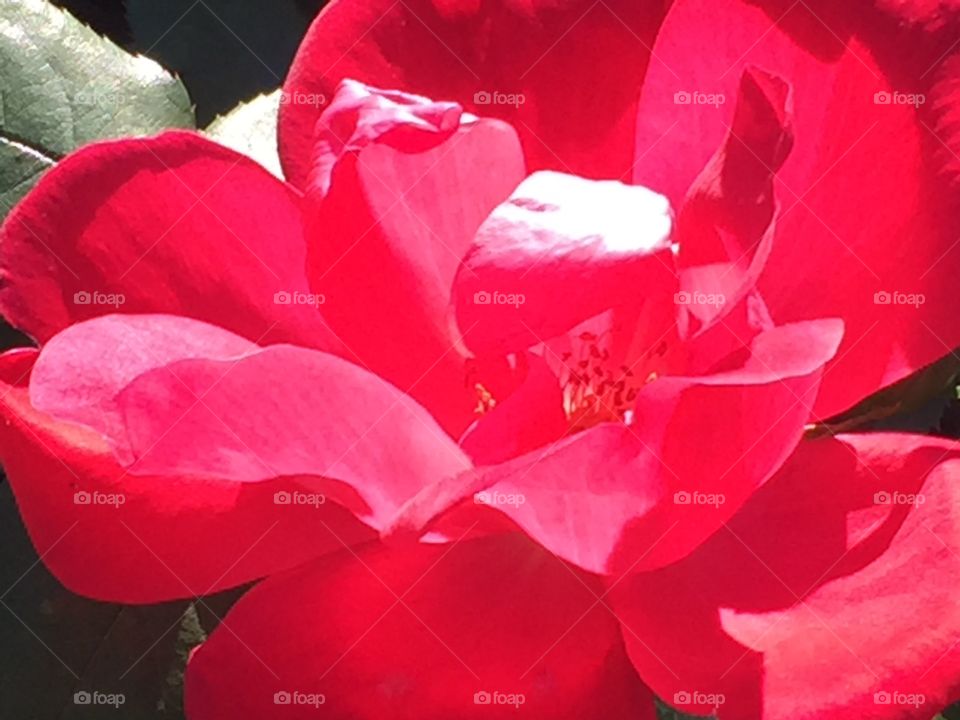 Beautiful red rose