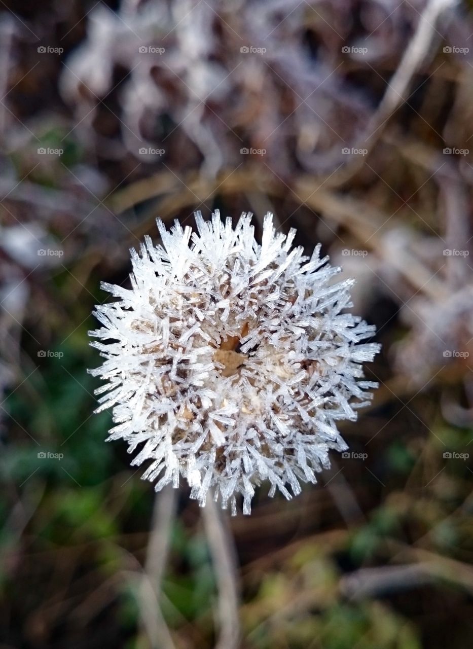 Frozen Poppy flower