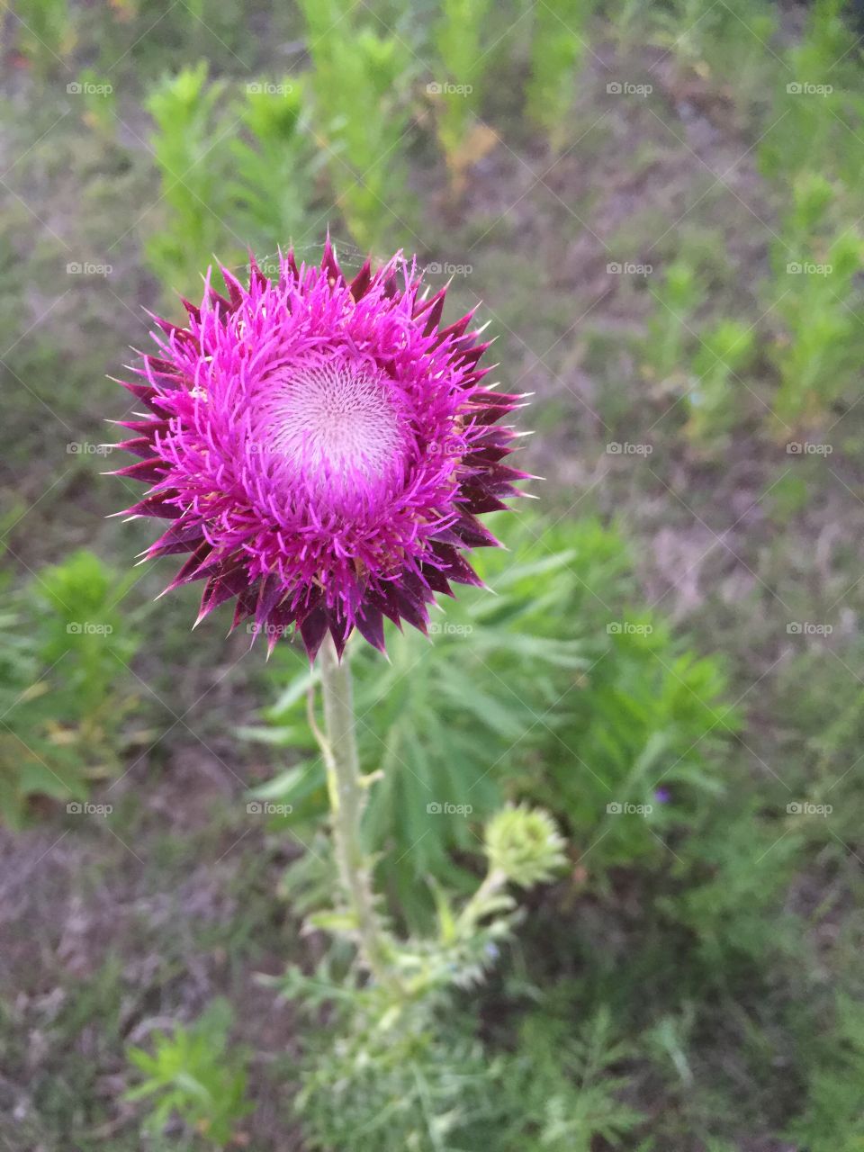 Thistle at dusk.