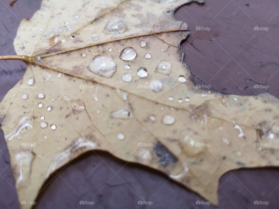 Raindrops on Maple Leaf