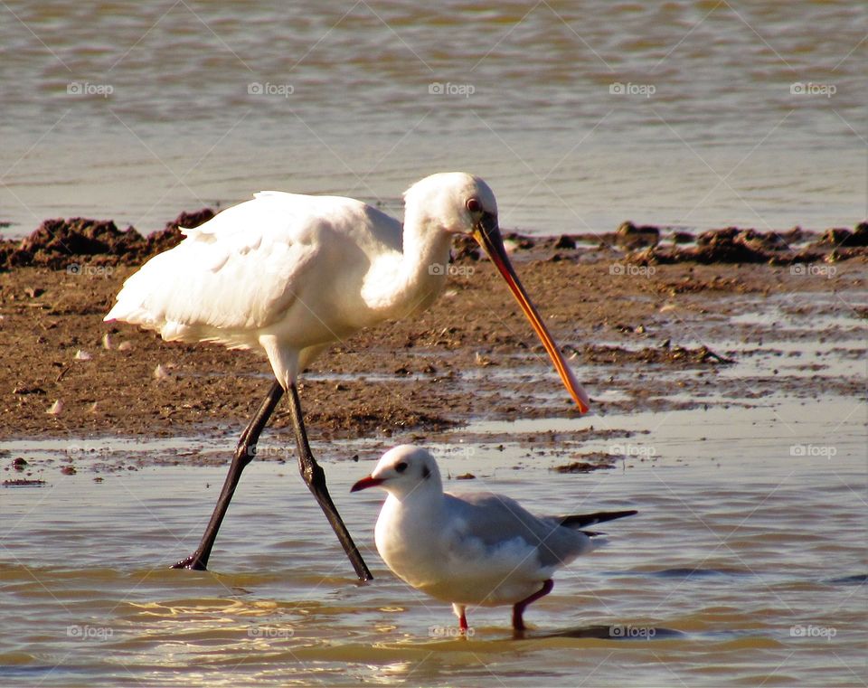 Spoonbill