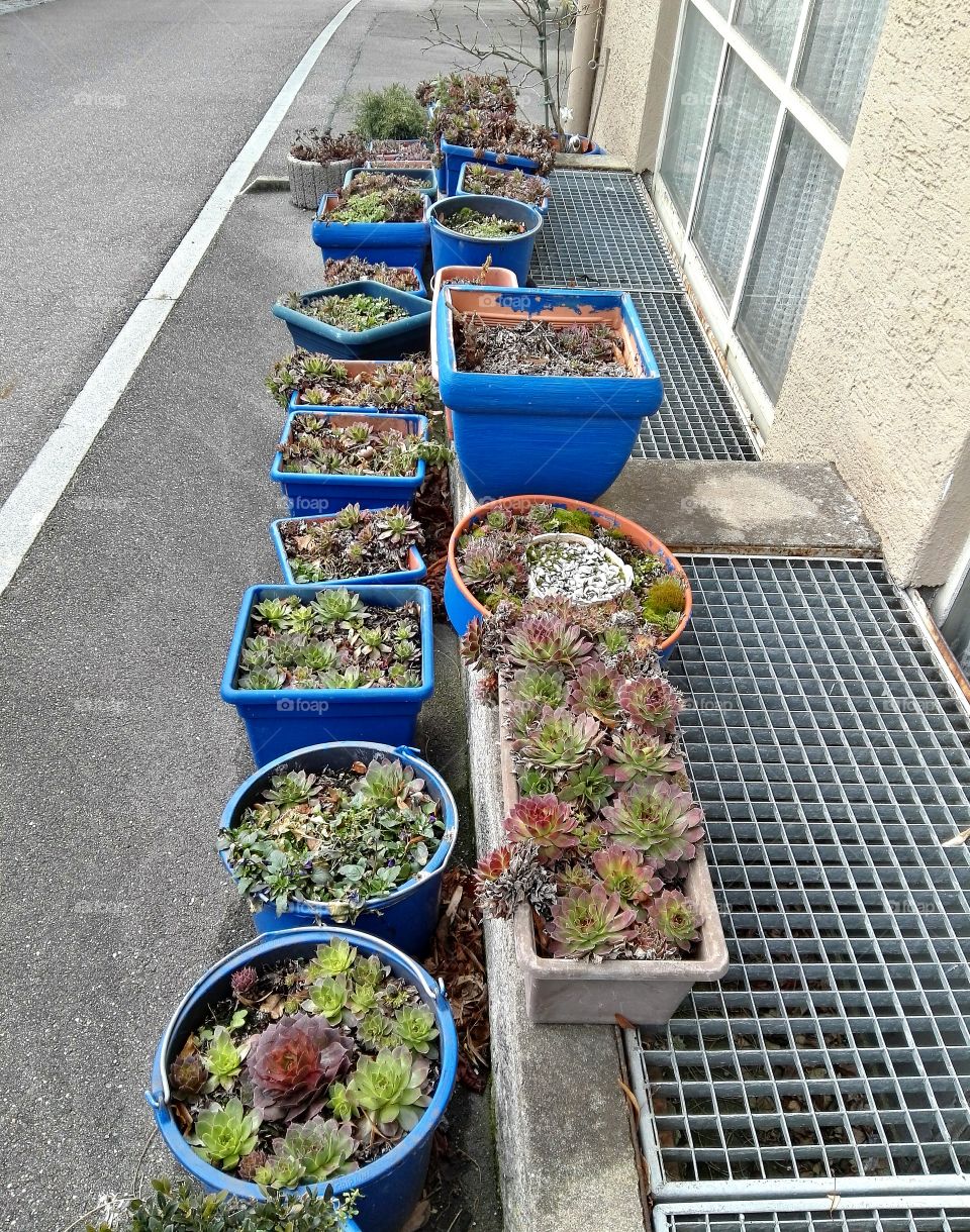 houseplant in blue pots on the street