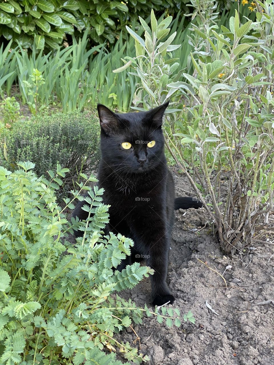 Hunting black cat in nature 