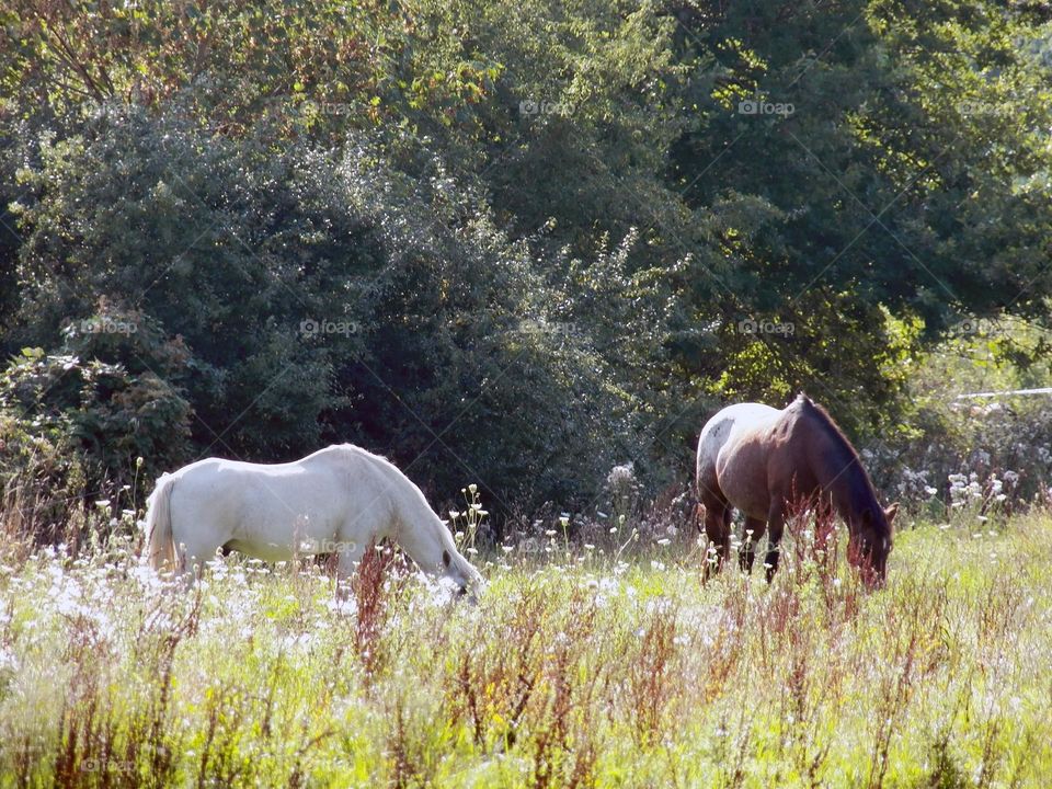 Horses group  authenticity