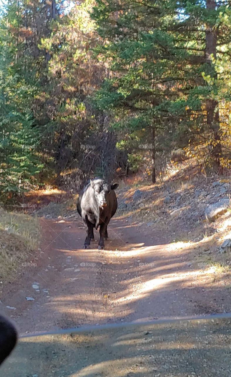 roadblock. Bully blocking the road.