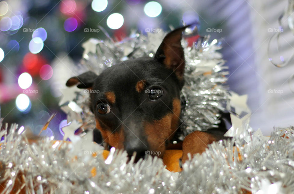 Christmas pinscher