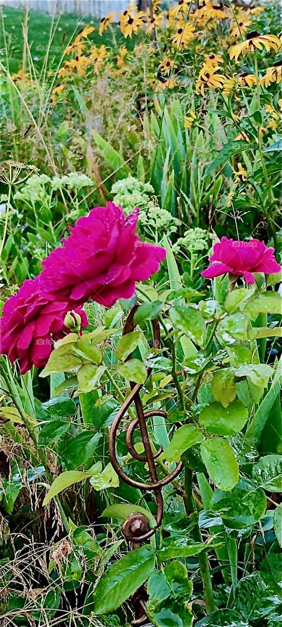 Big plump red roses are growing in the garden of the beautiful one story house in “Lower Bavaria”, Germany that we have visited numerous times before. 2024. Hypnotic Productions