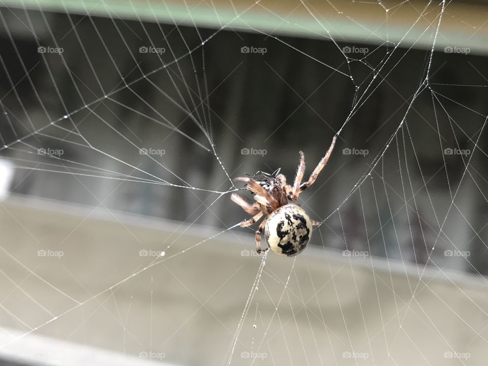 Spider making a web