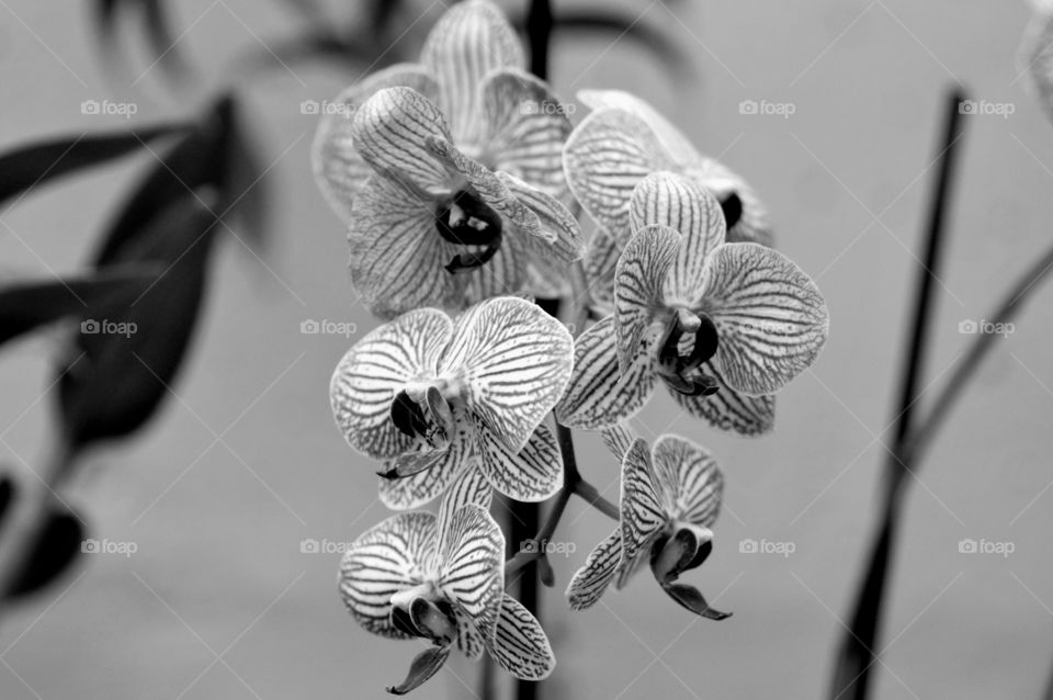 orchid B&W