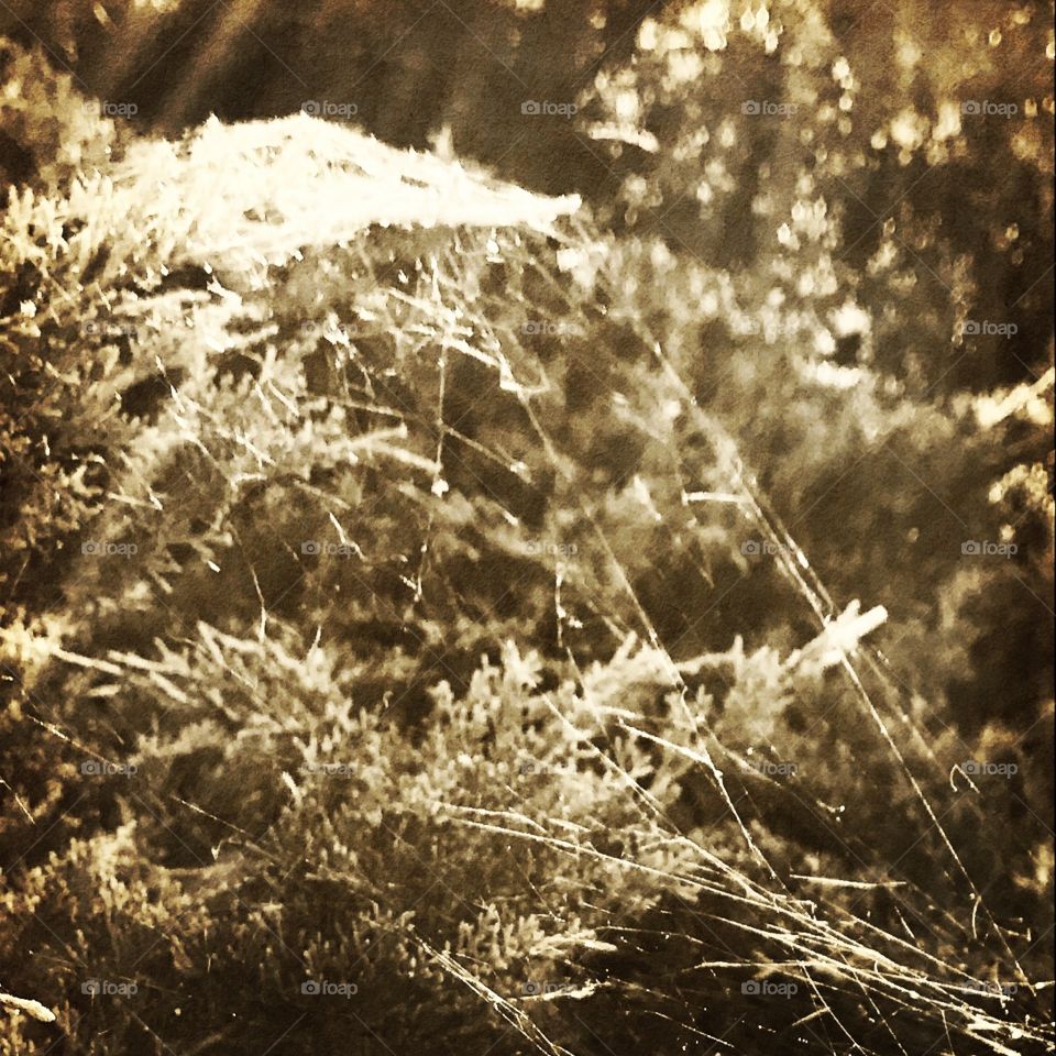 Spider webbing in the pine tree