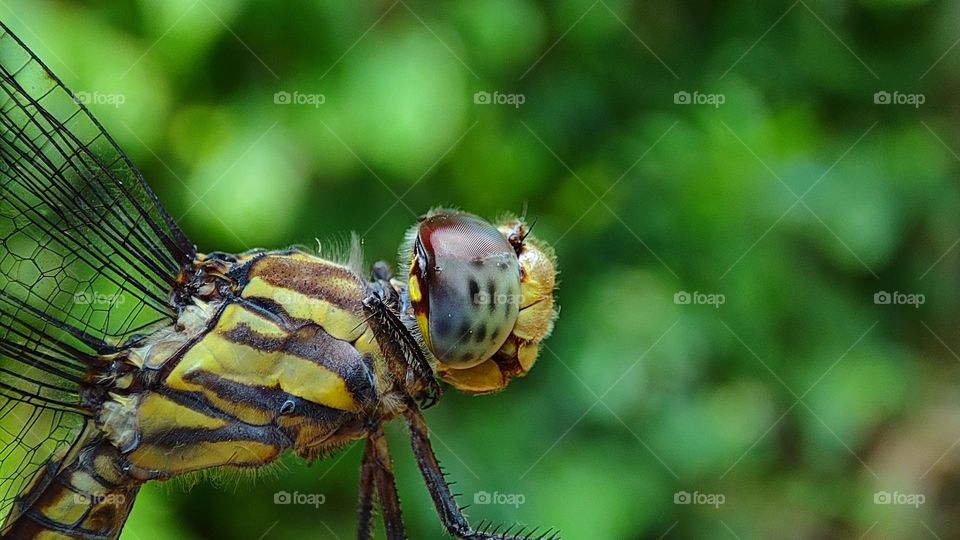 dragonfly closeup