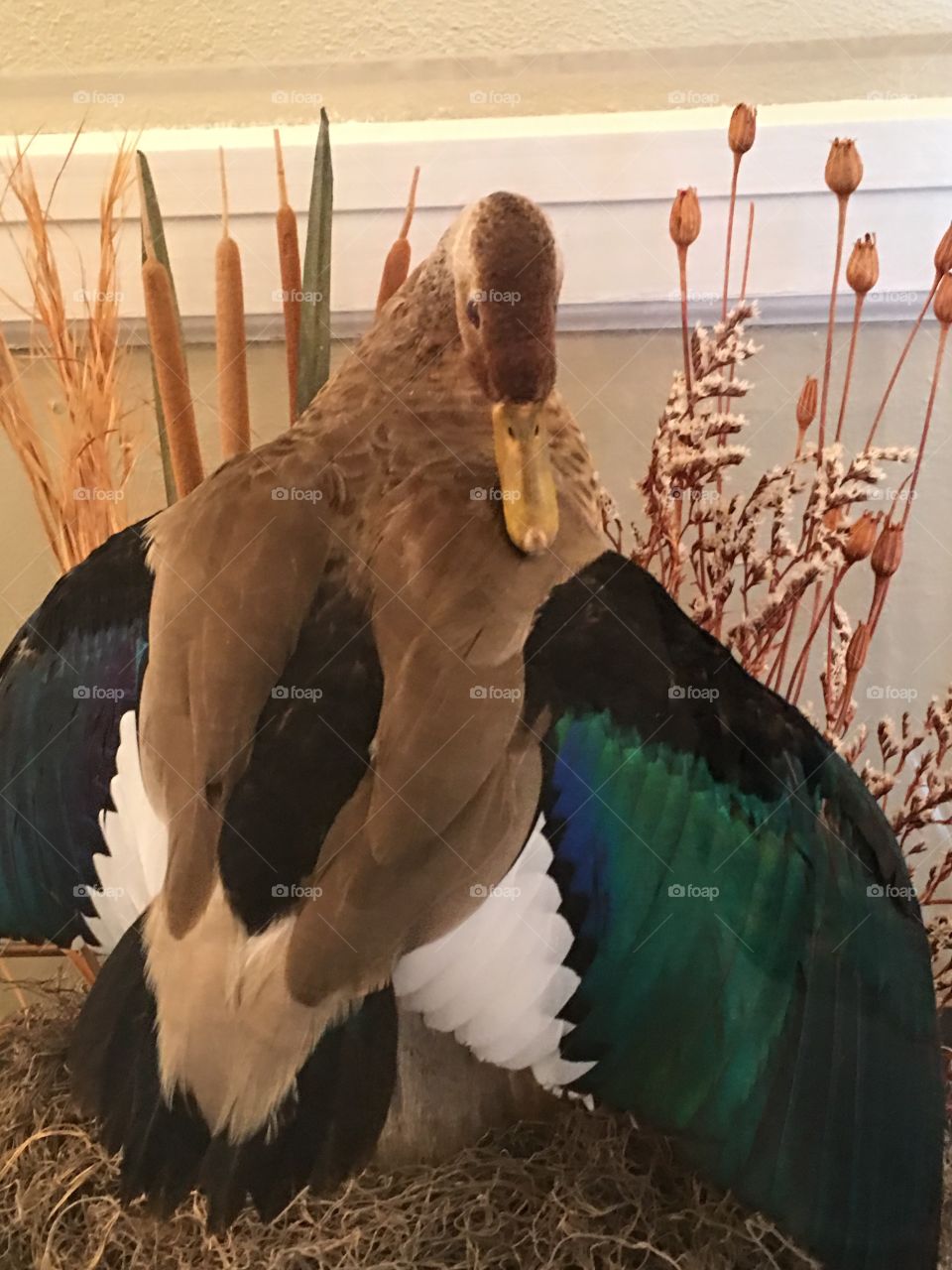 Stuffed duck display 