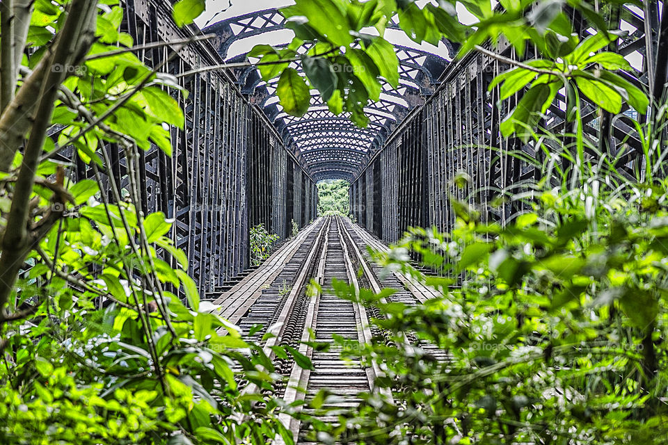 Abandoned railway bridge and plants