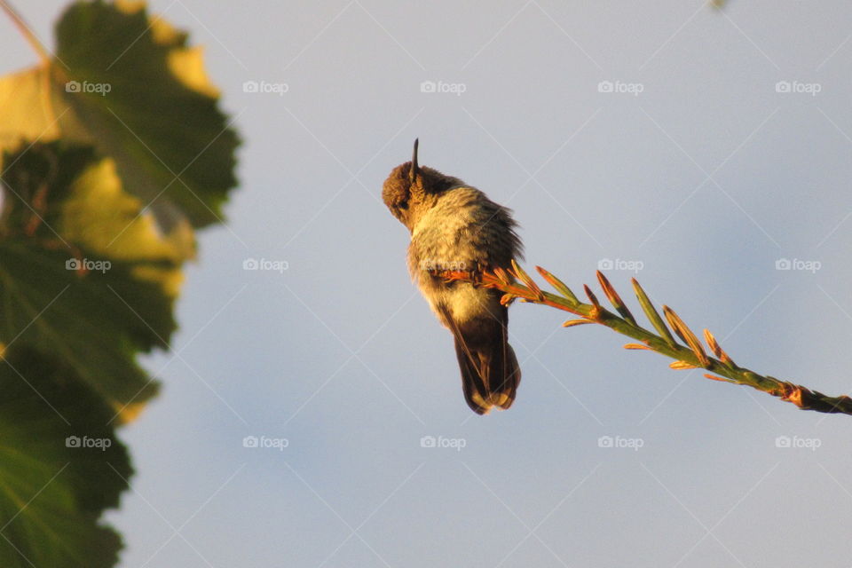 Hummingbird resting