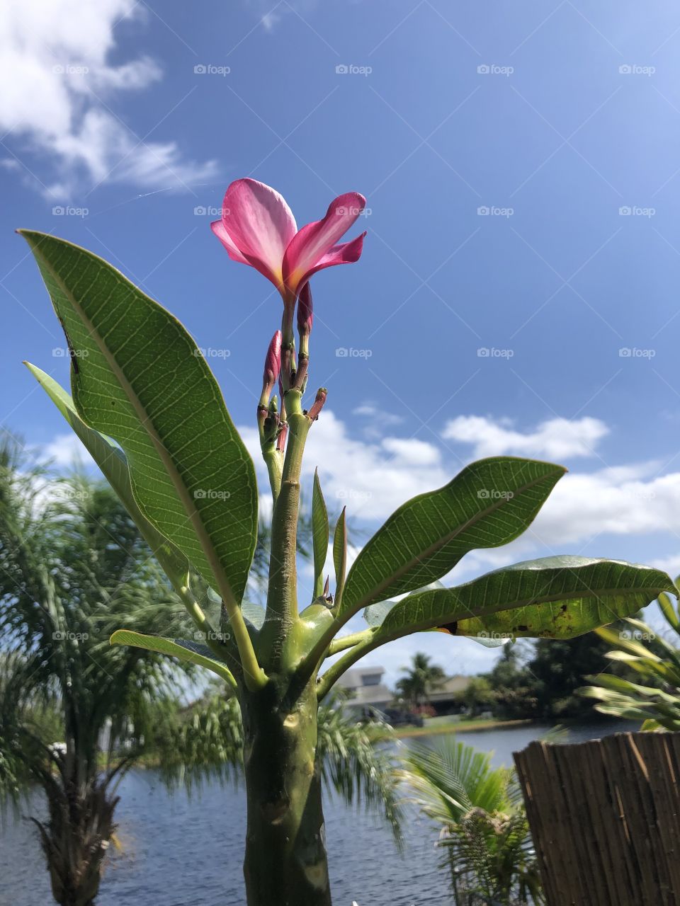 First bloom of the season for this frangipani tree. 