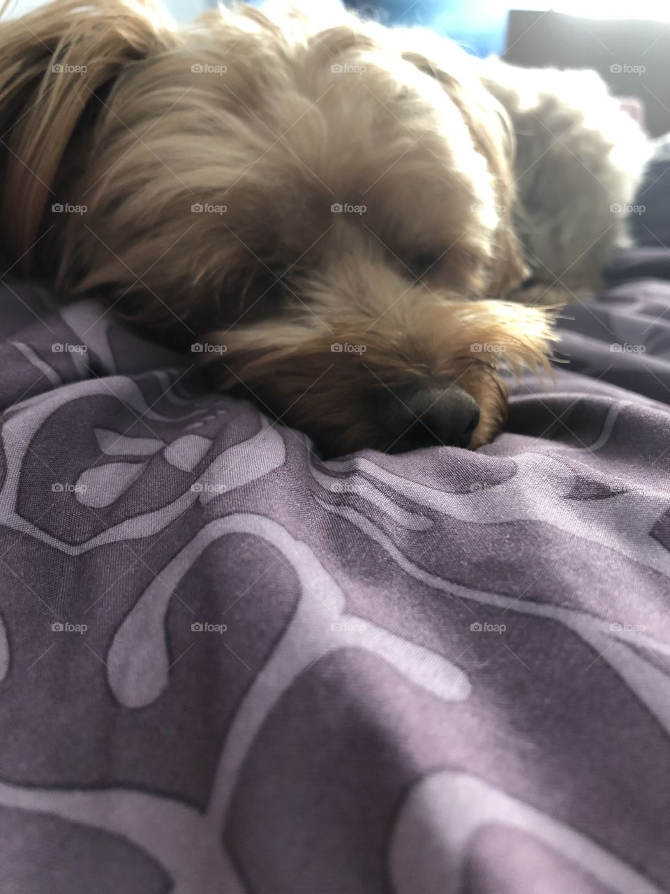 A sleeping cream colored Yorkiepoo against the a warm, purple duvet on a morning in December. 