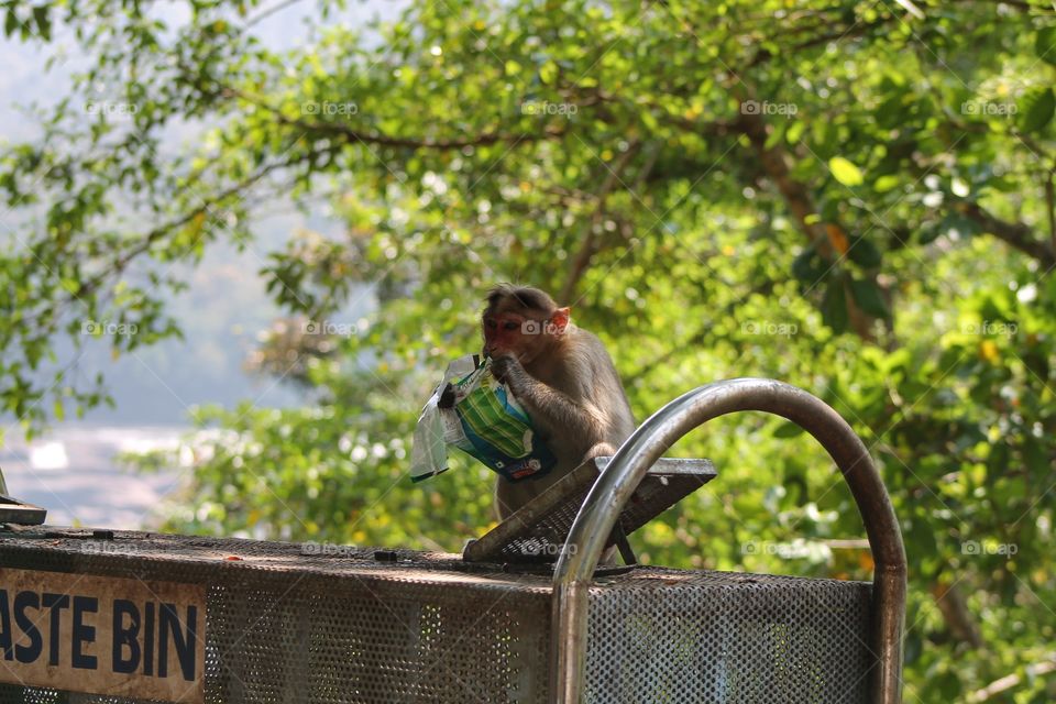 hungry monkey searching for food