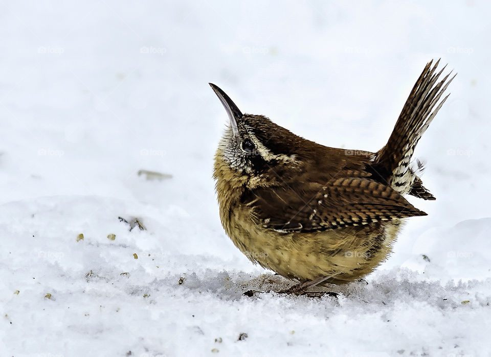 What's Up?. Carolina Wren waiting for its turn at the bird feeder