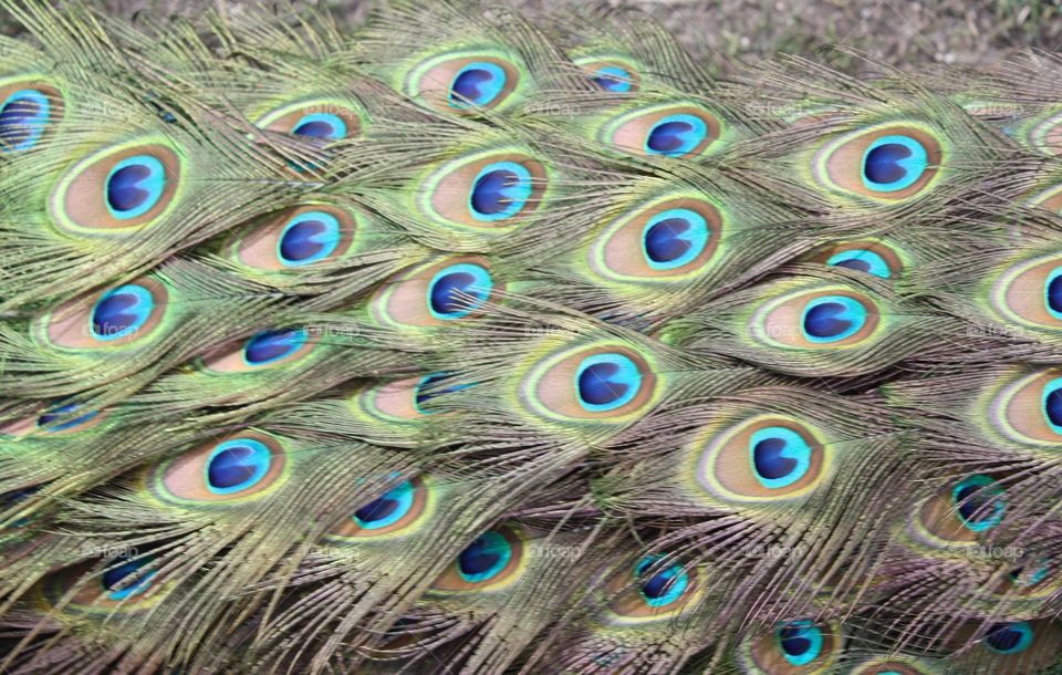 Close up of peacock feathers creating a stunning pattern 