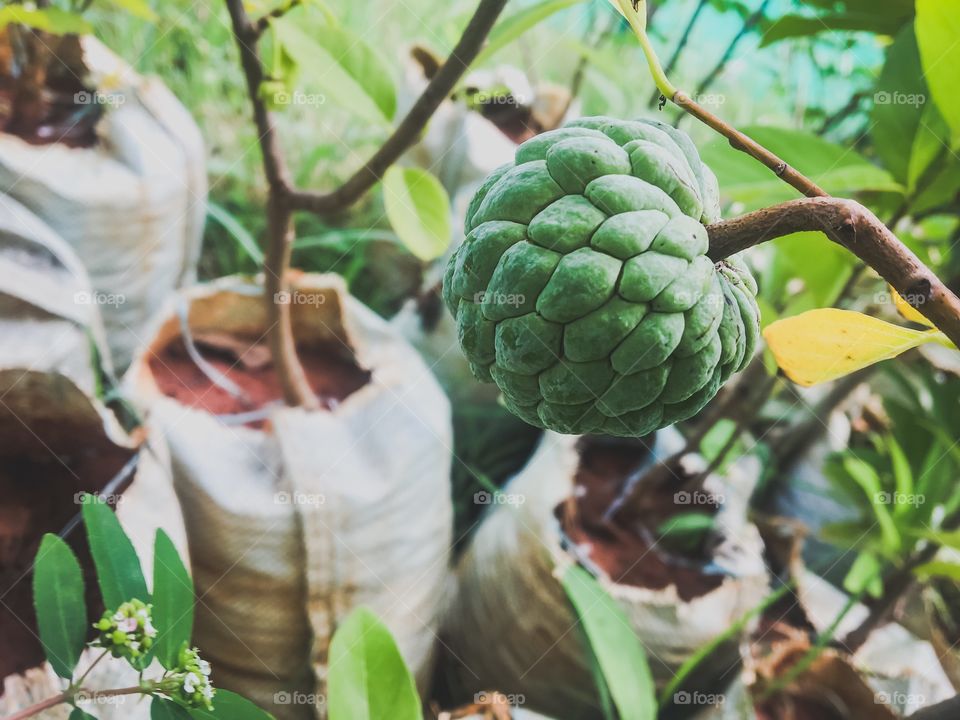 Fruit in a tree