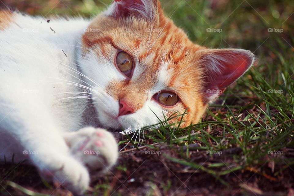 Eyes like two precious Stones - Tiger of the countryside.