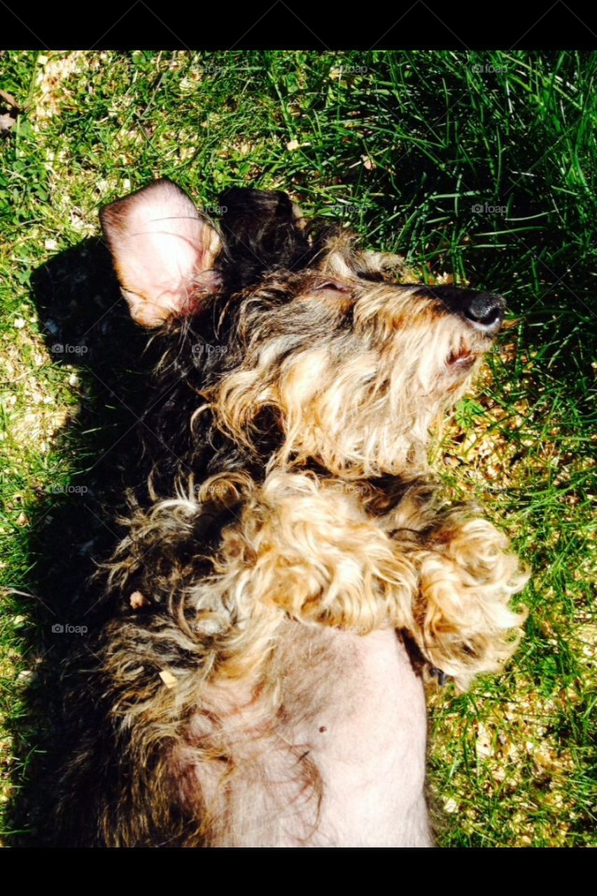 Sunbathing pup
