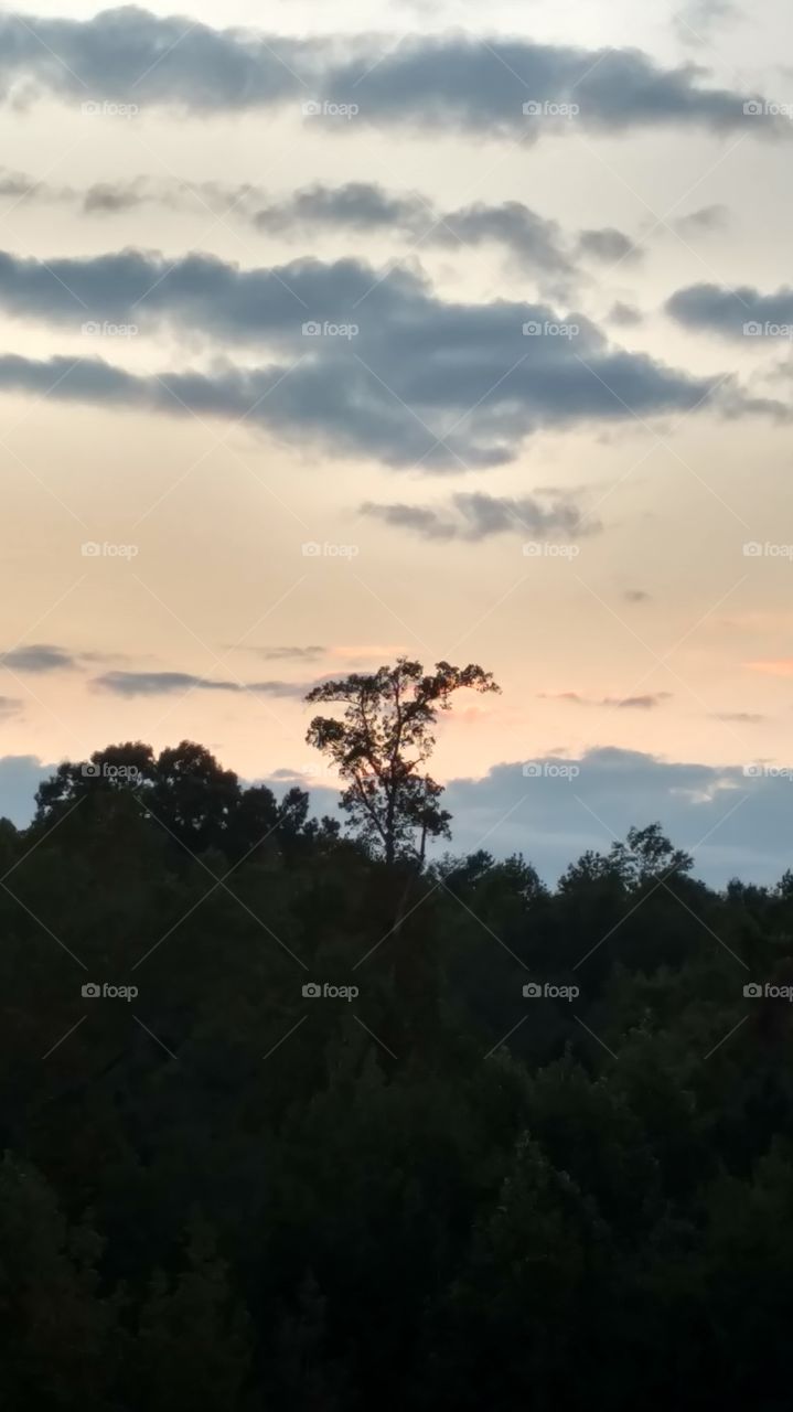 Landscape, No Person, Sunset, Tree, Sky