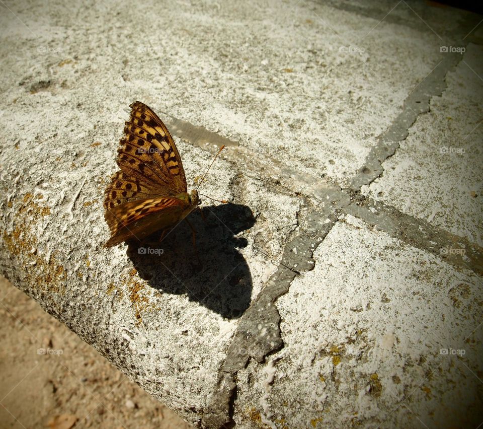 Butterfly lands on bench, butterfly with shadow, butterfly wings 