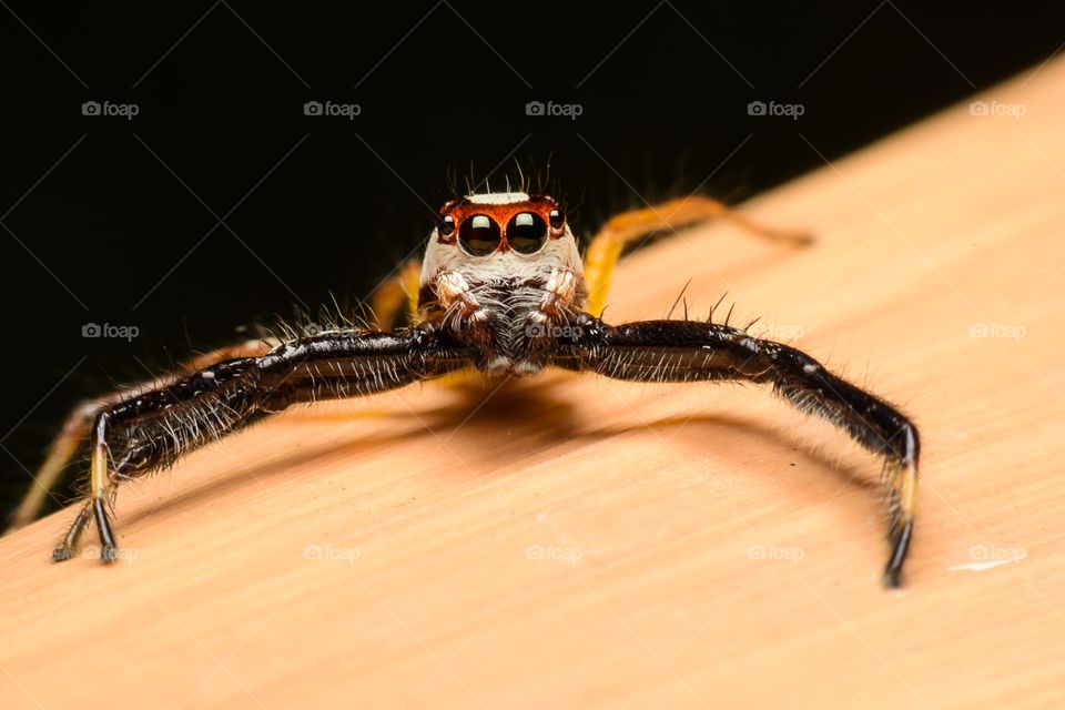 Jumping Spider