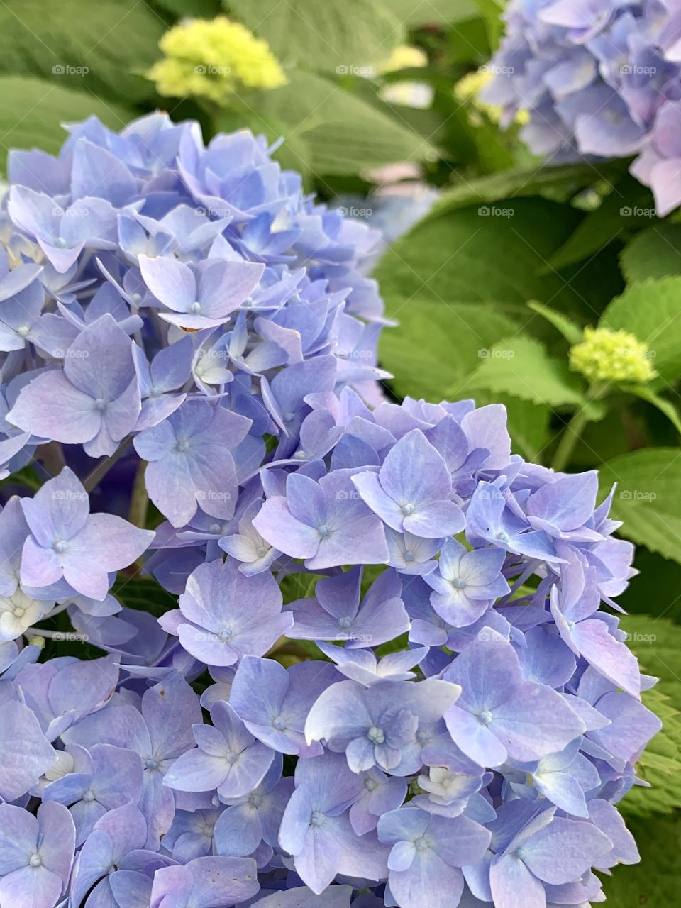 Closeup of hydrangeas with leaves 