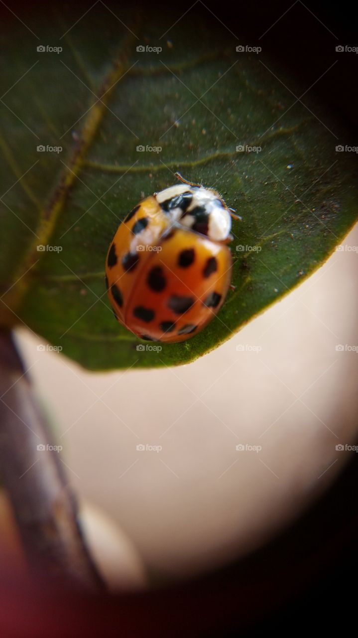 ladybug. ladybug