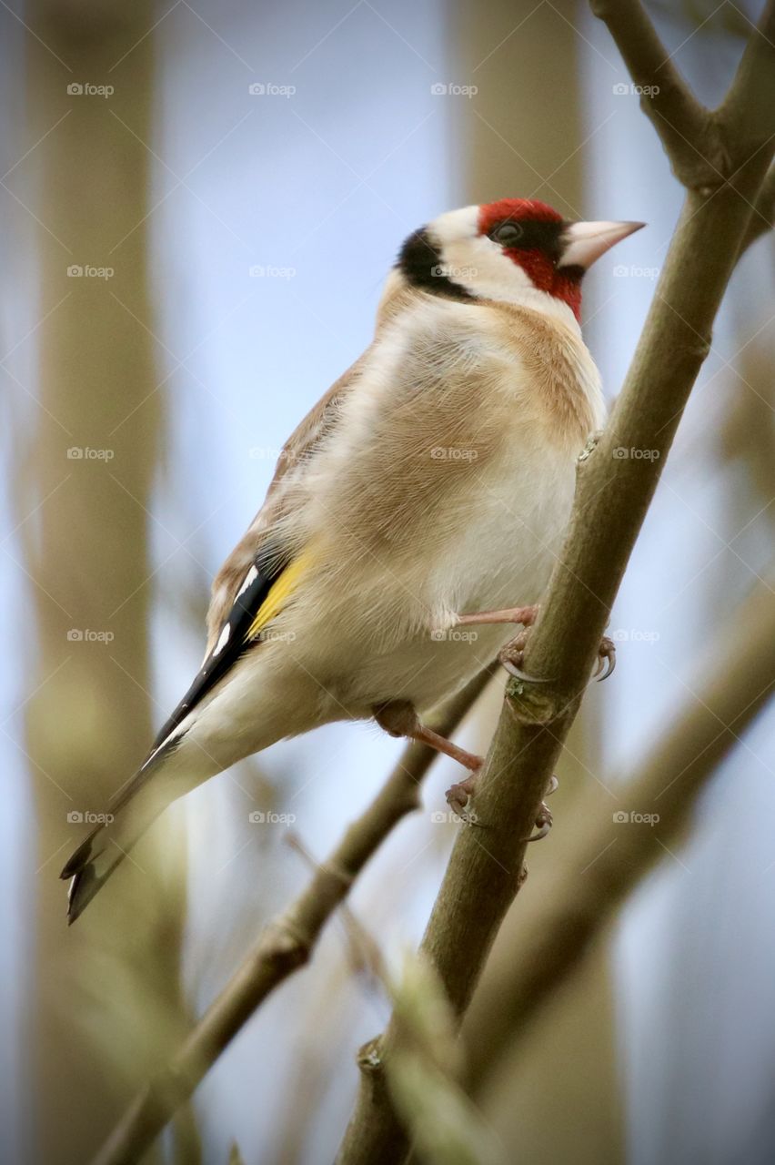 goldfinch