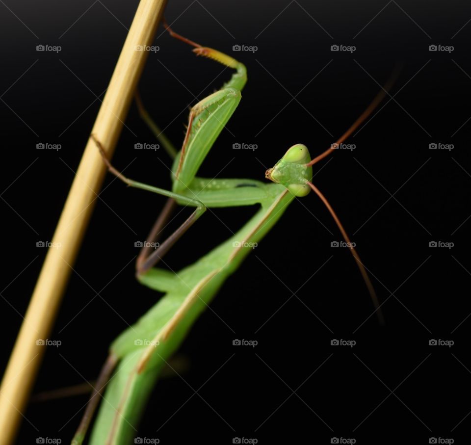 Young green Mantis religiosa