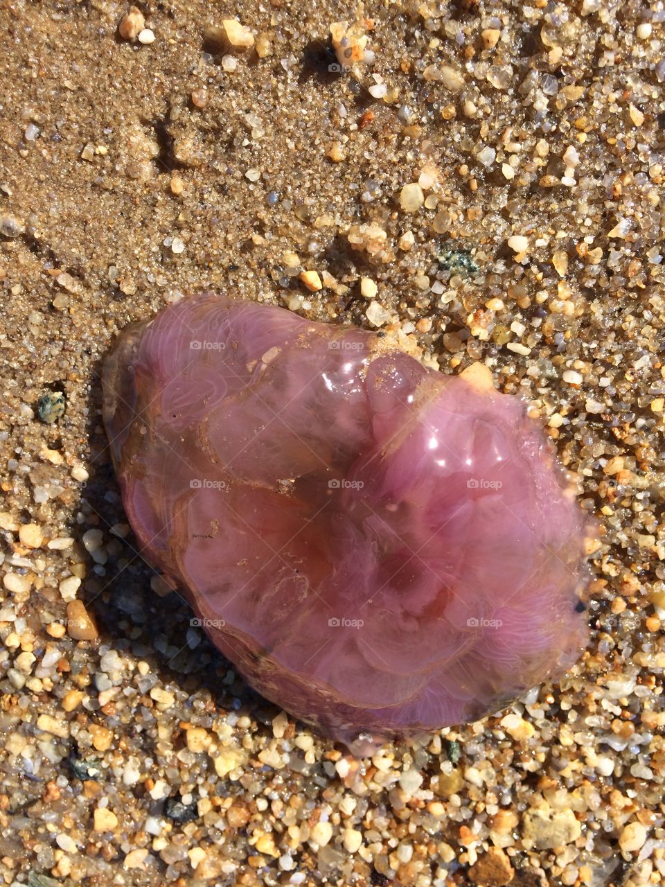 Jellyfish - lions mane