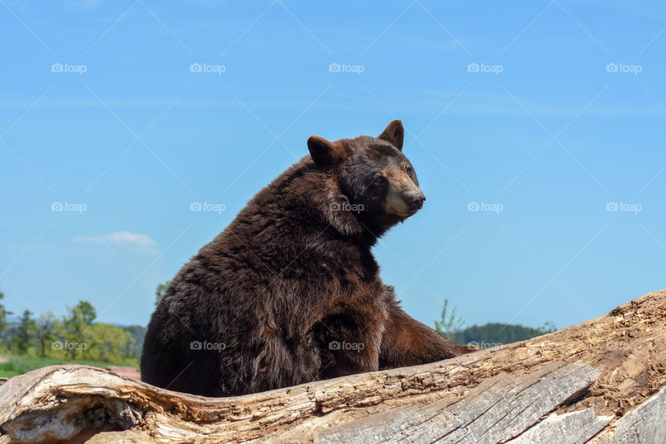 Brown bear sitting and relaxing on a hot day