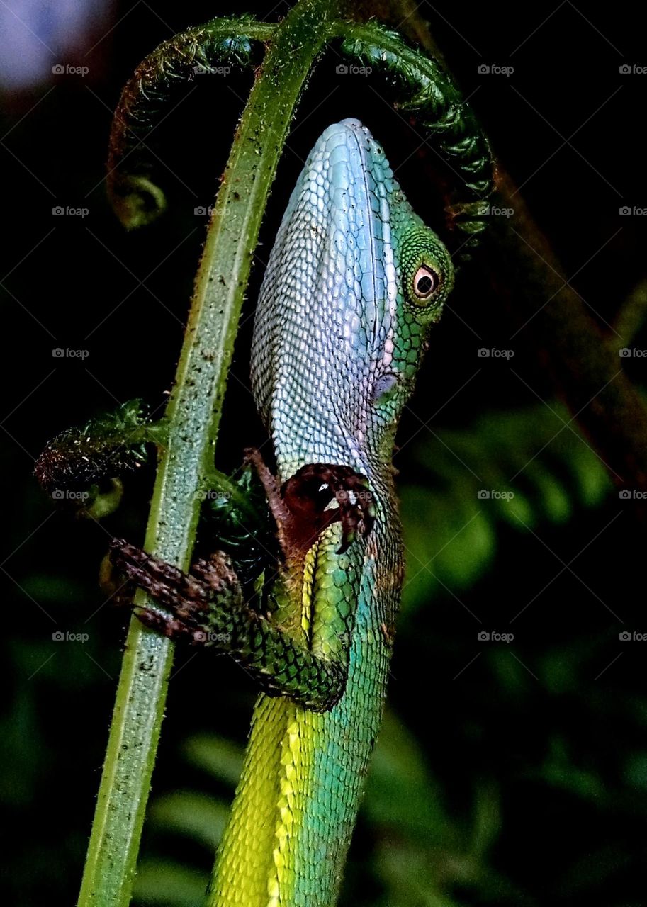 chameleon