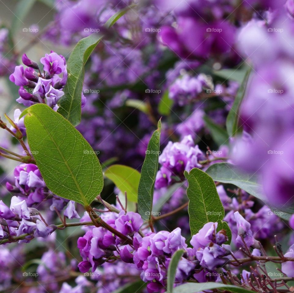 violet upclose