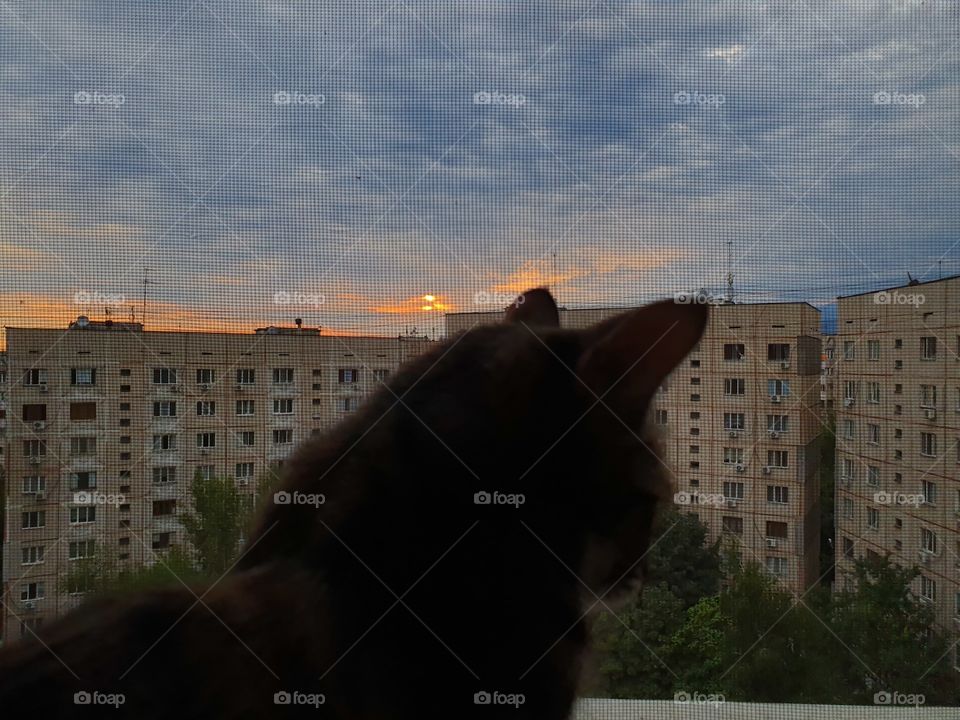 cat siloette in front of sunrise