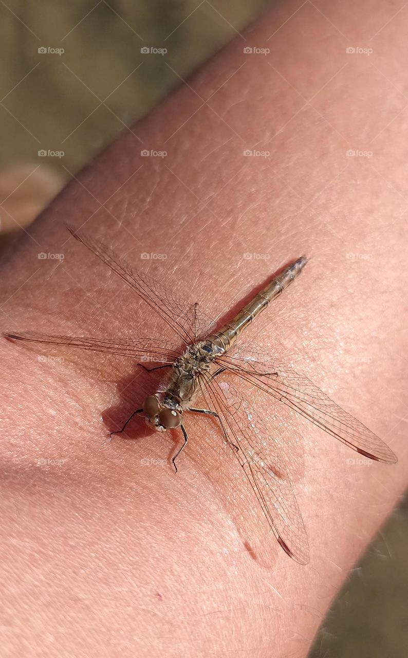 dragonfly on a legs person close up mobile photography