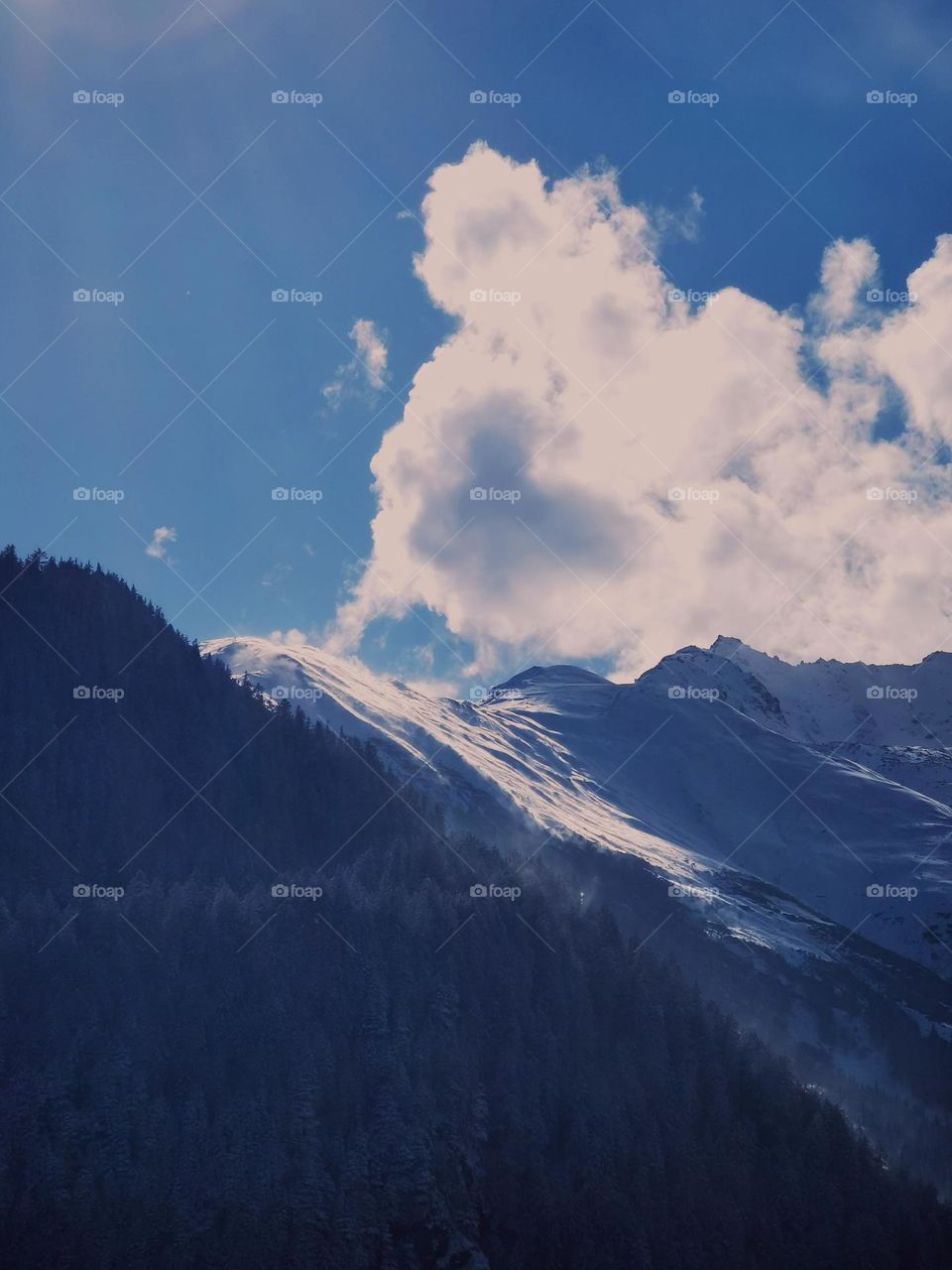 pine tree and mountain