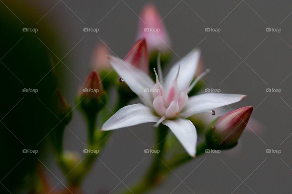 Jade flower money tree macro